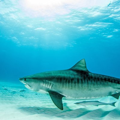 Tiger shark